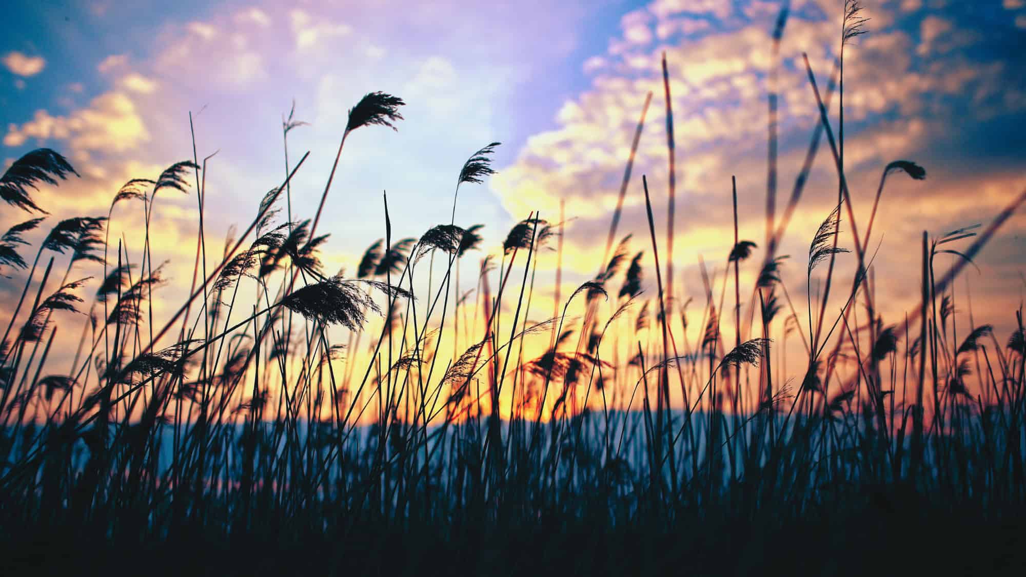 Riet met op de achtergrond de avondschemering