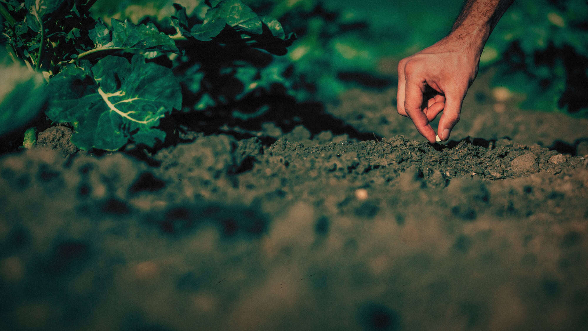 De beste zaden voor beginners voor de moestuin - iemand die aan het zaaien is in de moestuin, een hand die een zaadje in de grond stopt