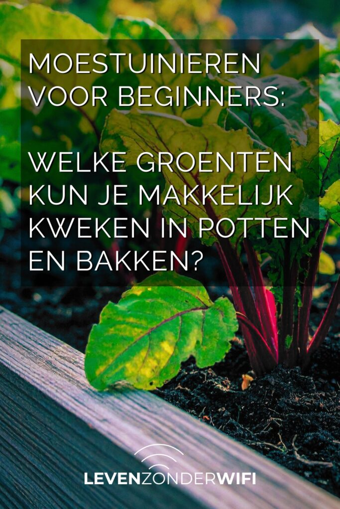 Moestuinieren voor beginners - een afbeelding voor Pinterest met een snijbiet en de tekst: welke groenten kun je makkelijk kweken in potten en bakken