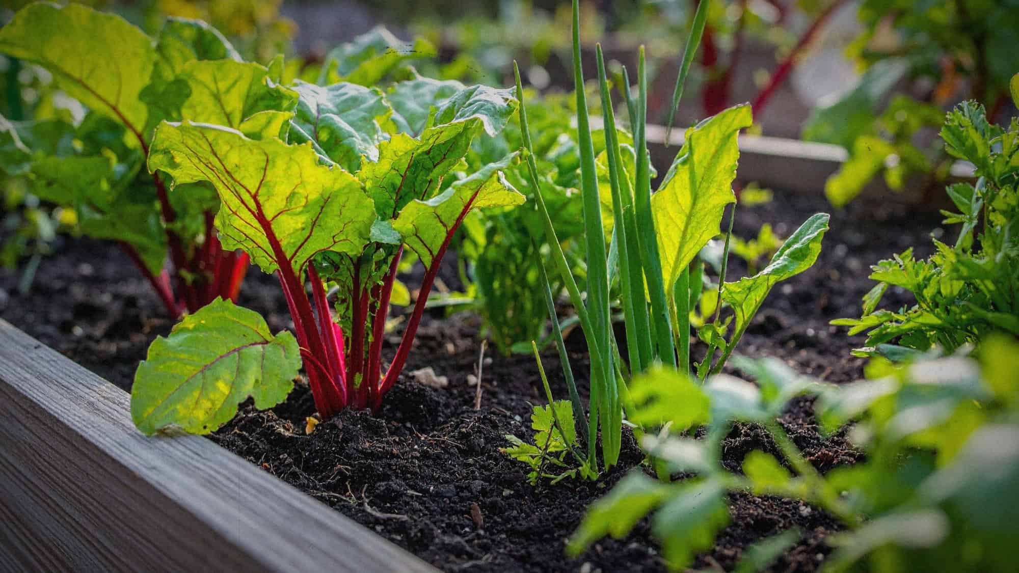 Welke groenten kan iedereen makkelijk kweken in potten of in de tuin?