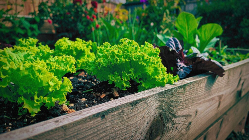 Een moestuinbak waarin sla wordt gekweekt