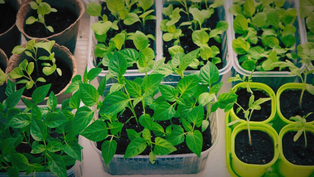 Jonge groenteplantjes in potjes en bakjes