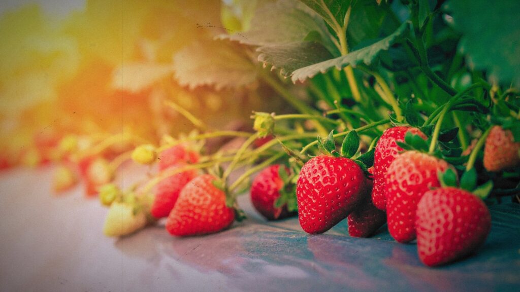 Aardbeien van een aardbeienplant
