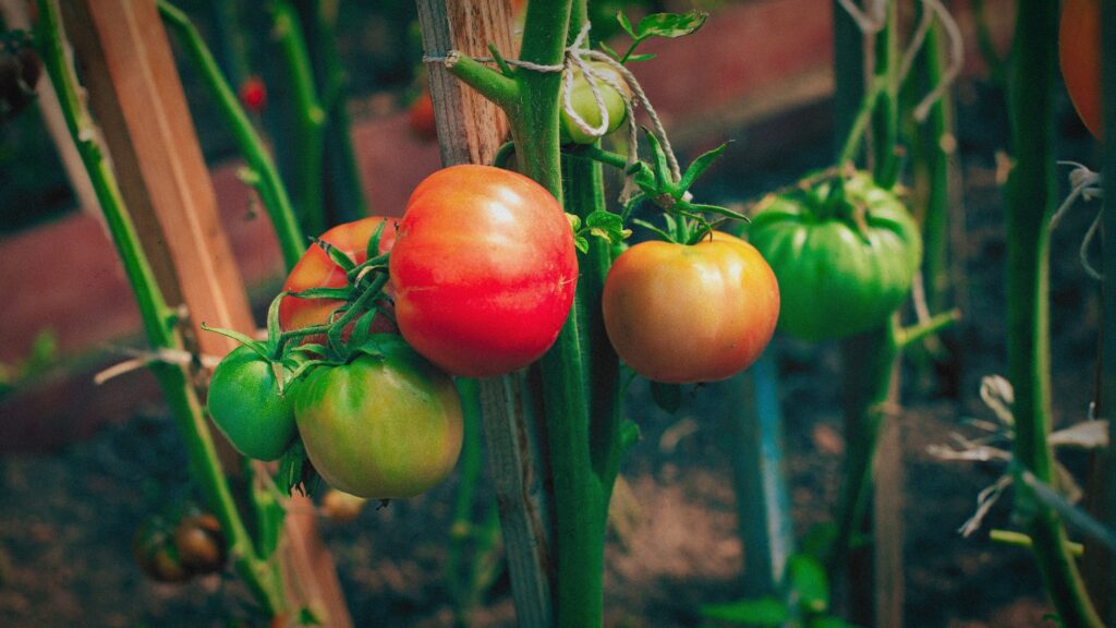 Een tomatenplant ingezoemd met rijpe en onrijpe tomaten